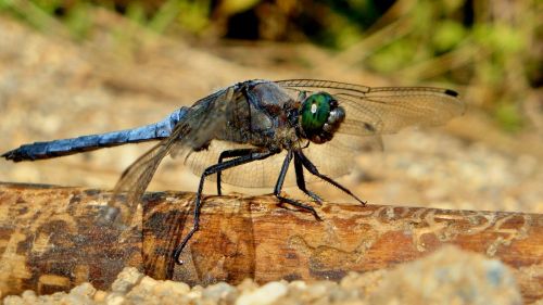 macro dragonfly summer