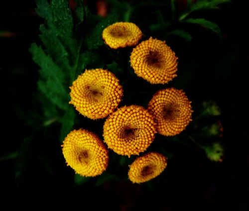 macro yellow plant