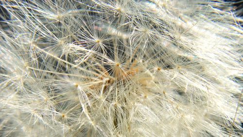 macro dandelion flower