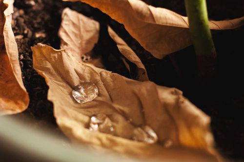 macro water drop leaf