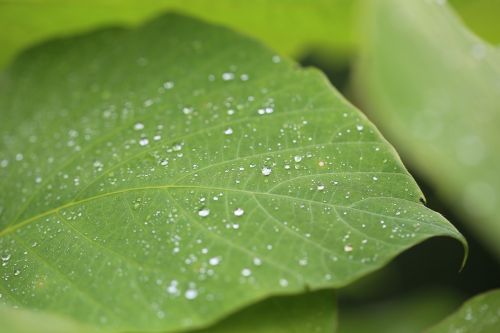 macro misty plant