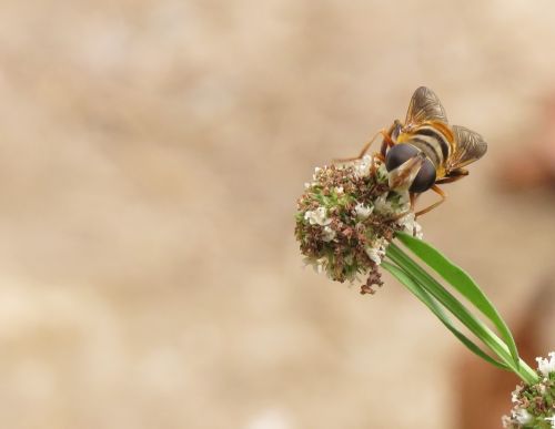 macro bee nectar