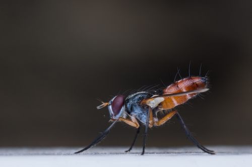 macro insect fly