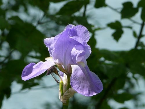 purple iris macro purple