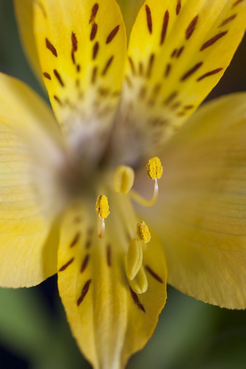 macro flowers petals