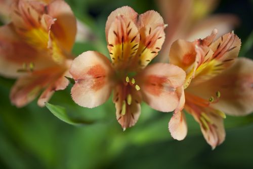 macro flowers petals