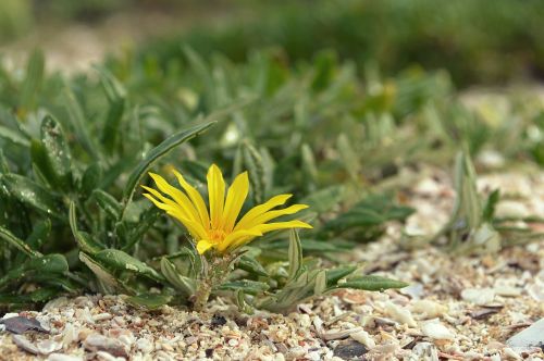 macro flower yellow