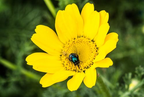 macro flower fly