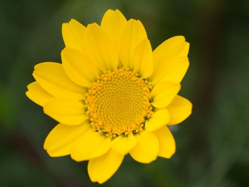 macro flower yellow