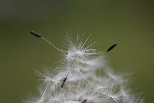 macro dandelion flower