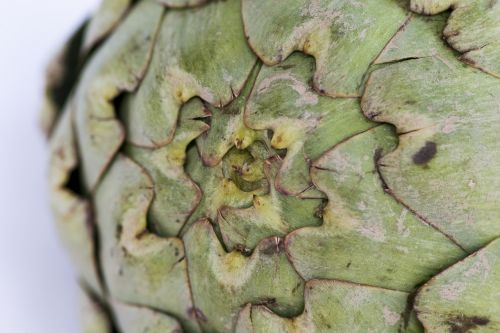 macro background artichoke