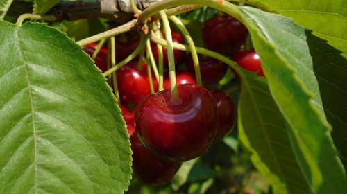 macro plant fruit