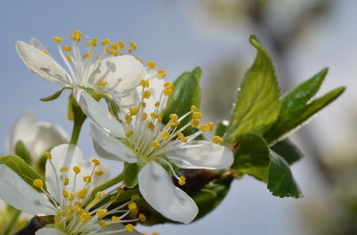 macro flower spring