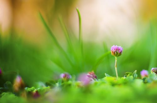 macro garden green