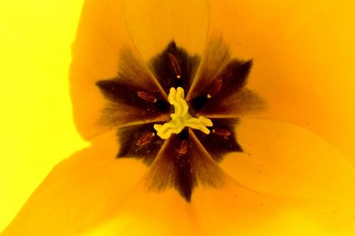 macro flower tulip