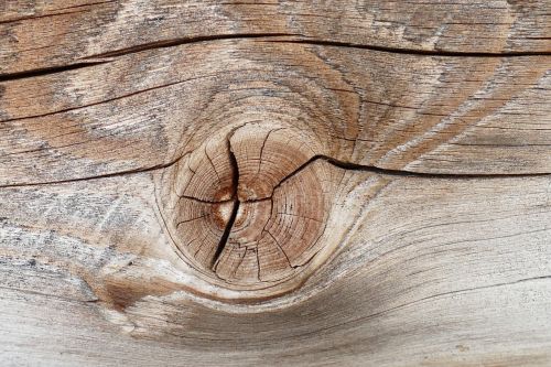 macro wood branch