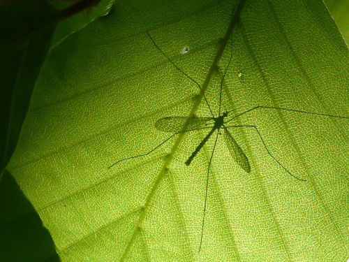 macro leaf insect