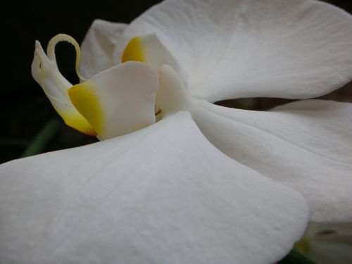 macro white orchid