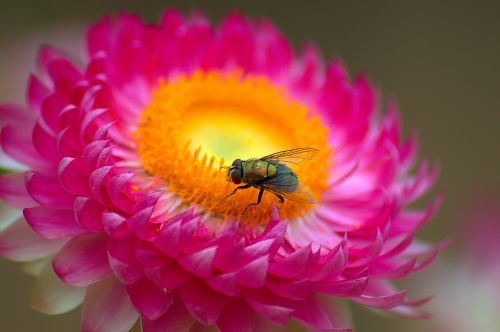 macro fly flower