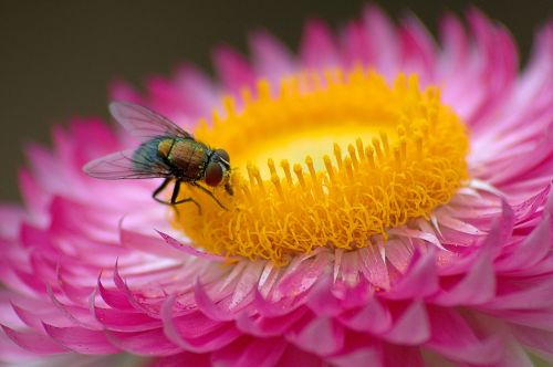 macro fly flower