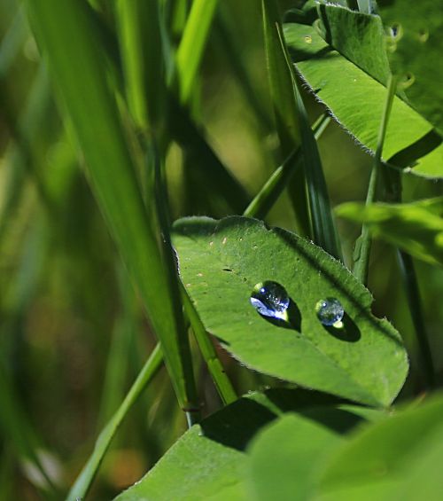 macro green closeup