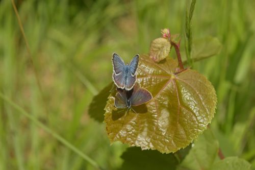 macro butterfly leaf