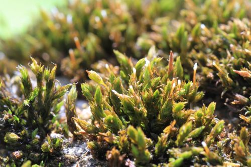 macro moss nature