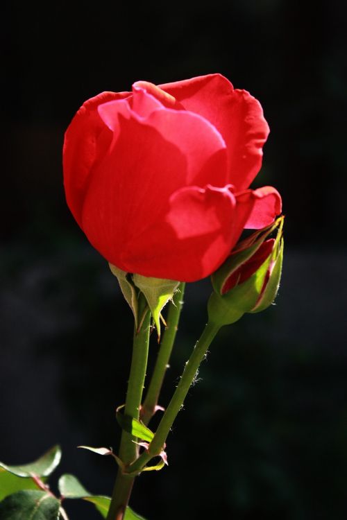 macro rose flower