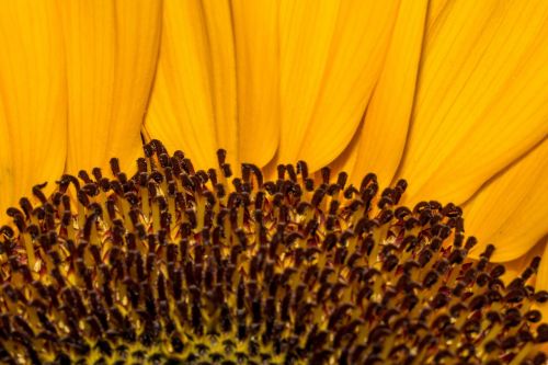 macro flower blossom