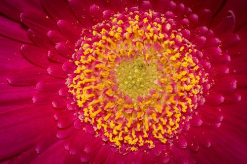 macro flower blossom