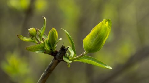 macro green nature