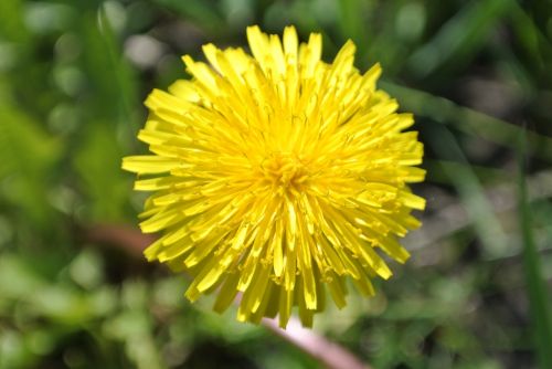 macro flowers flower