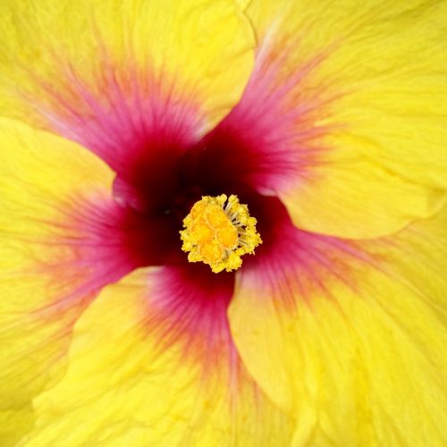macro tropical flower flower close-up