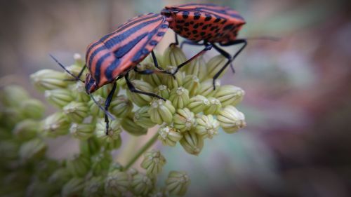 macro plants insects