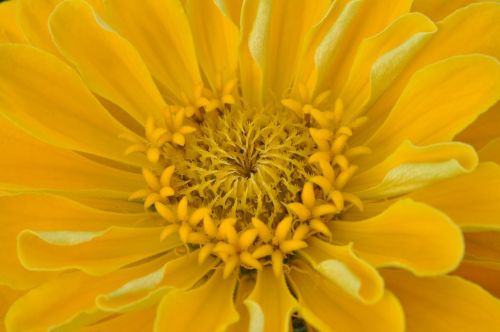 macro dahlia yellow