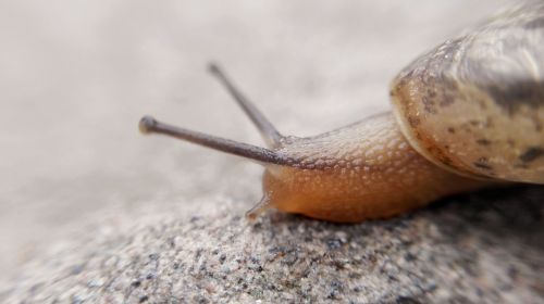 macro slug snails