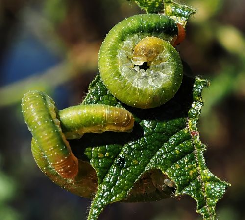 caterpillar macro insects