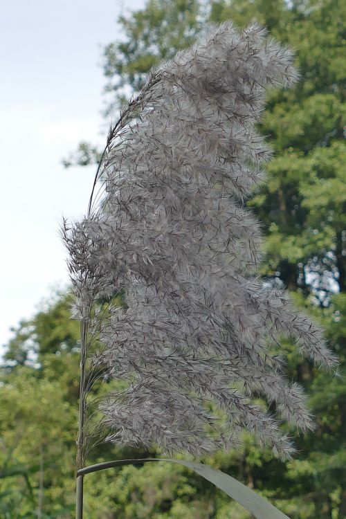 macro reed blossom
