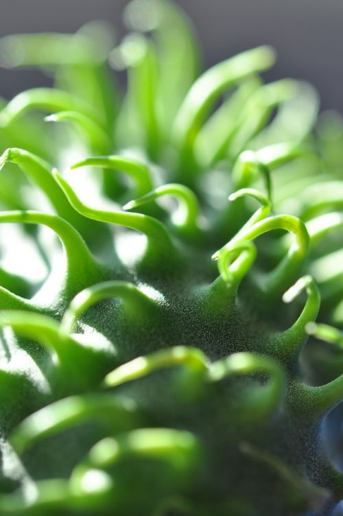 macro ornamental cucumber plant