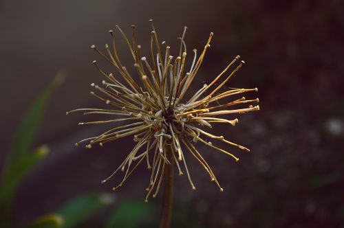 macro flower nature