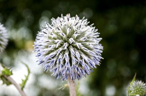 macro flower flora