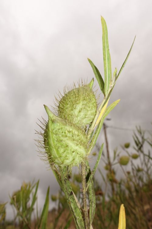 macro nature plant