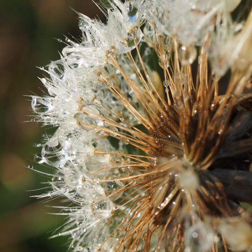 macro dandelion dandelions