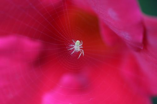 macro close spider