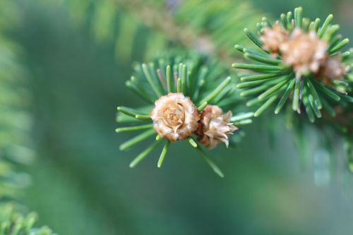 macro needles forest