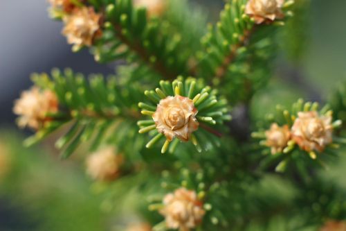 macro spruce needles