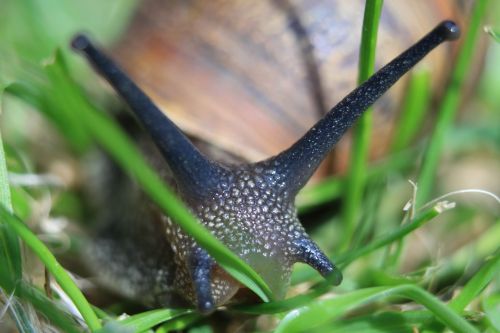 macro snail nature