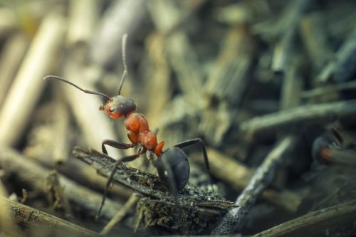 ant macro insect