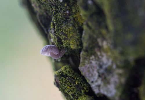 macro mushroom zúzmó