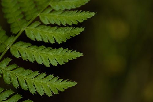 macro fern green